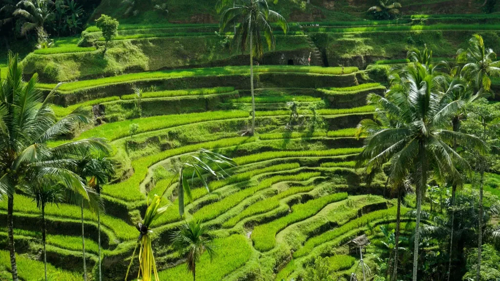 Terraced rice-fields in Ubud, Bali